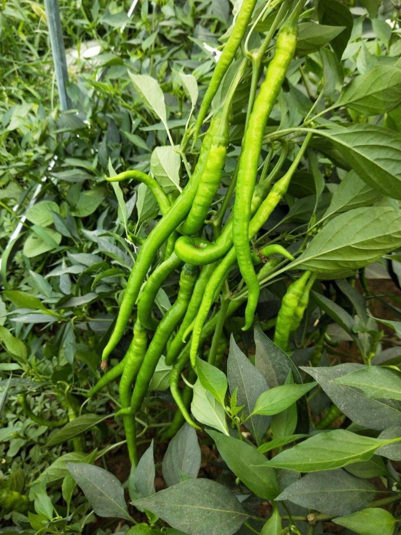 鲜辣椒河南夏邑县万亩301辣椒，线椒，苏椒，龙椒，皱皮椒