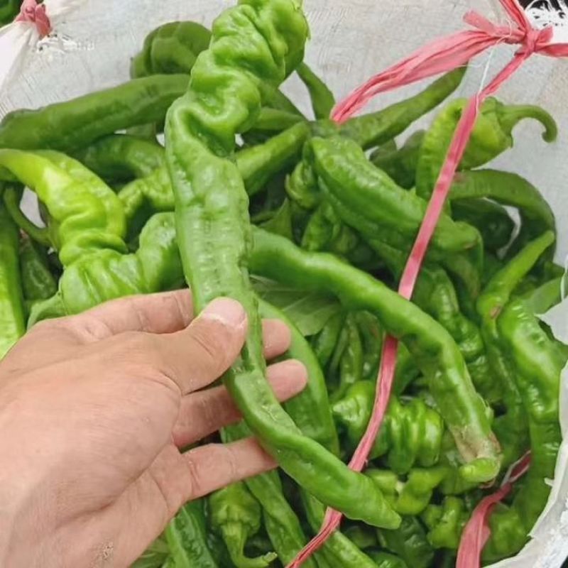 鲜辣椒河南夏邑县万亩301辣椒，线椒，苏椒，龙椒，皱皮椒