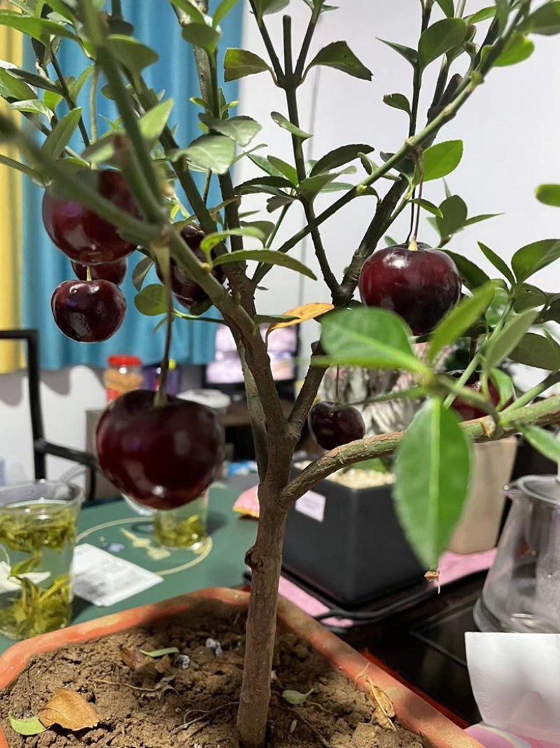 盆栽车厘子大樱桃树苗南北方庭院阳台种植