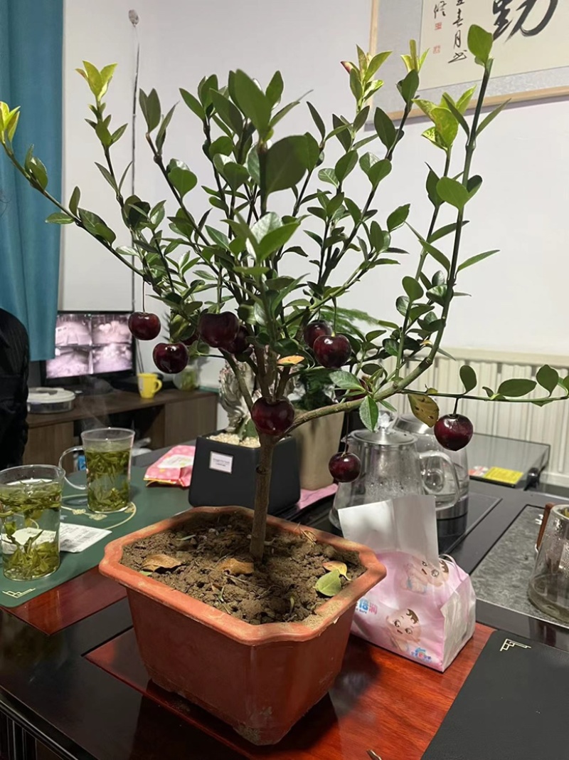 盆栽车厘子大樱桃树苗南北方庭院阳台种植