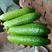 水果黄瓜种子未来103全雌性翠绿色耐低温高产量