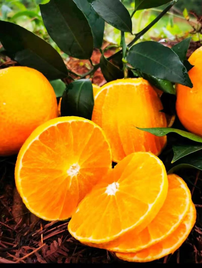 【牛商推荐】眉山爱媛38号果冻橙批发电商一件代发品质保障