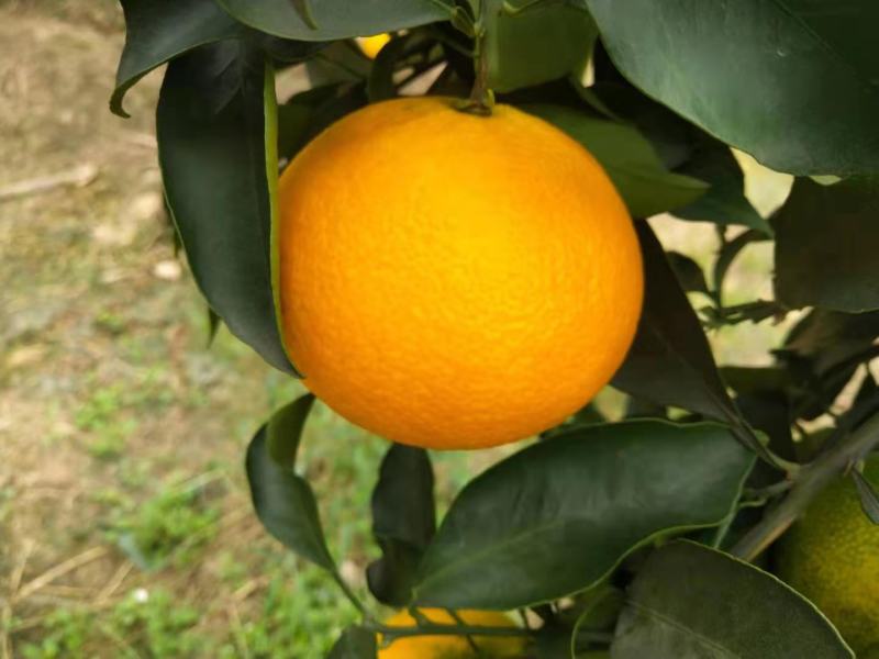 【牛商推荐】眉山爱媛38号果冻橙批发电商一件代发品质保障