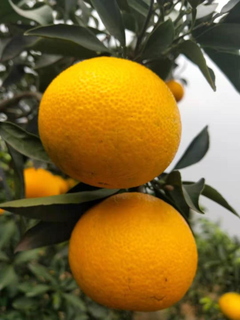 【牛商推荐】眉山爱媛38号果冻橙批发电商一件代发品质保障