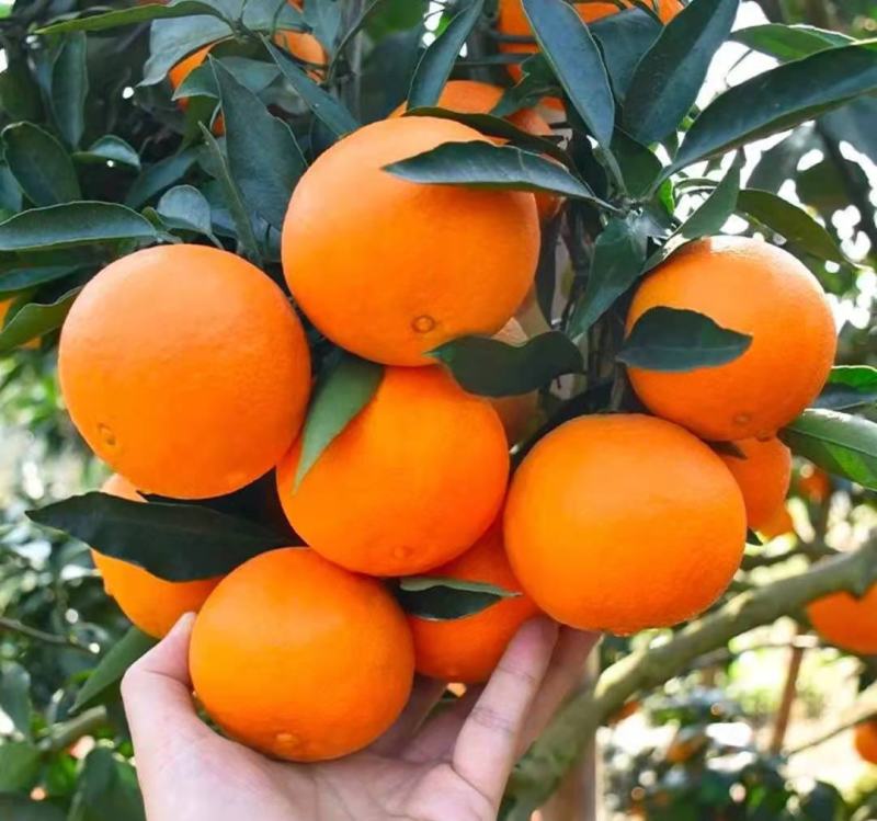 【牛商推荐】眉山爱媛38号果冻橙批发电商一件代发品质保障