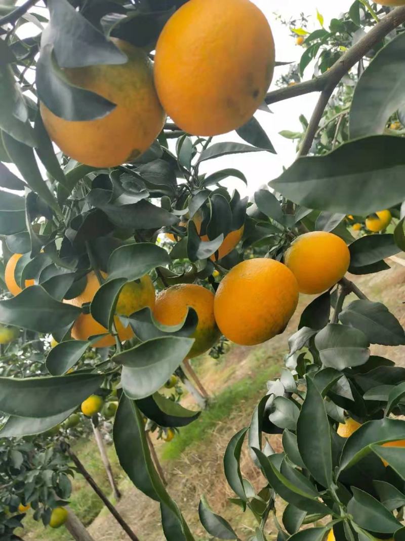 【牛商推荐】眉山爱媛38号果冻橙批发电商一件代发品质保障
