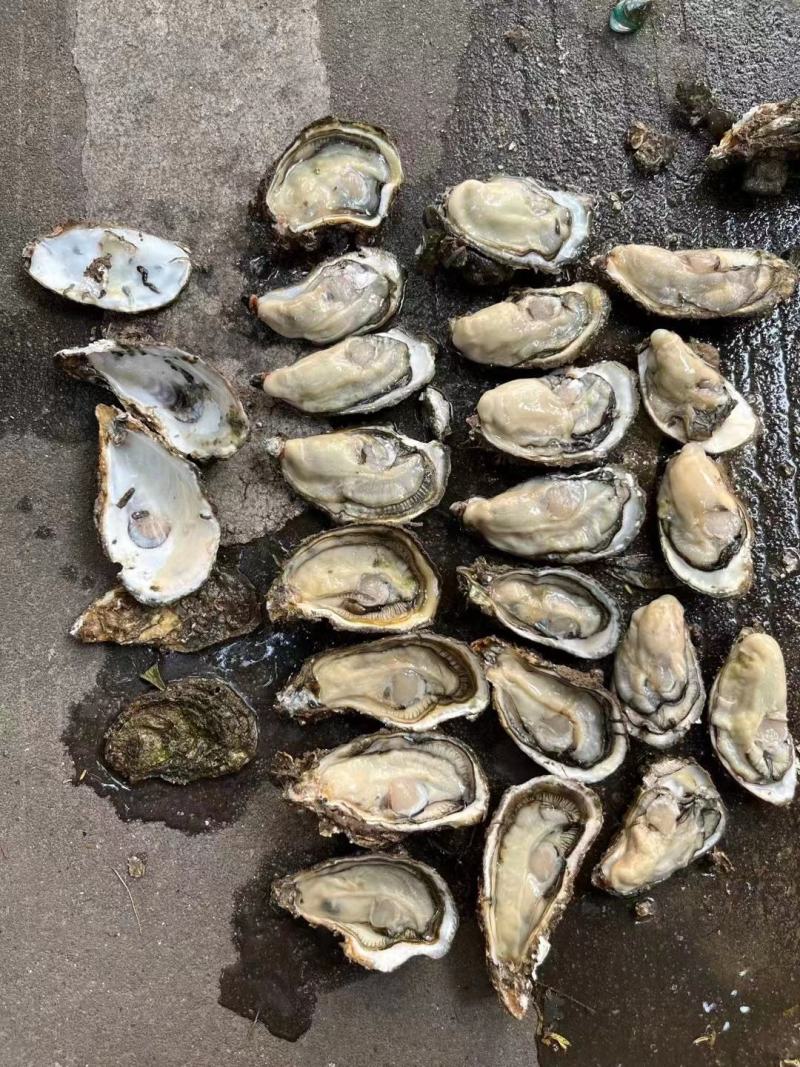 广西三倍体，脆肉，口感好，肥度均匀，