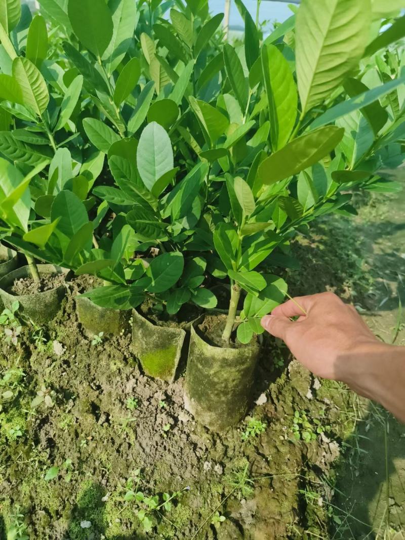 广东无籽香水柠檬苗品种包纯