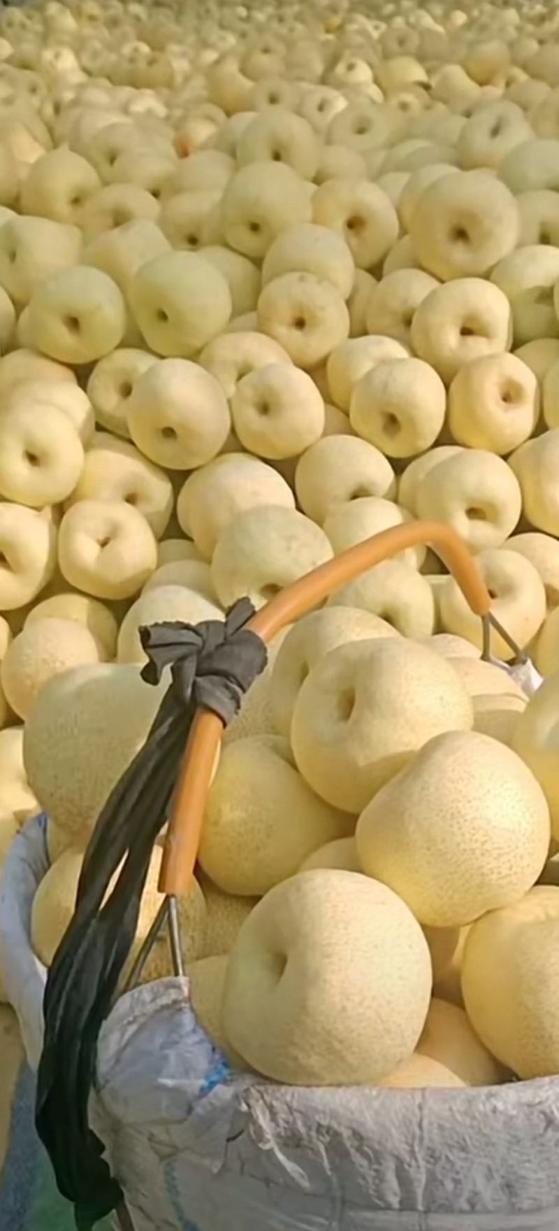 正宗酥梨口感脆甜化渣诚信代收全国发货质量为本