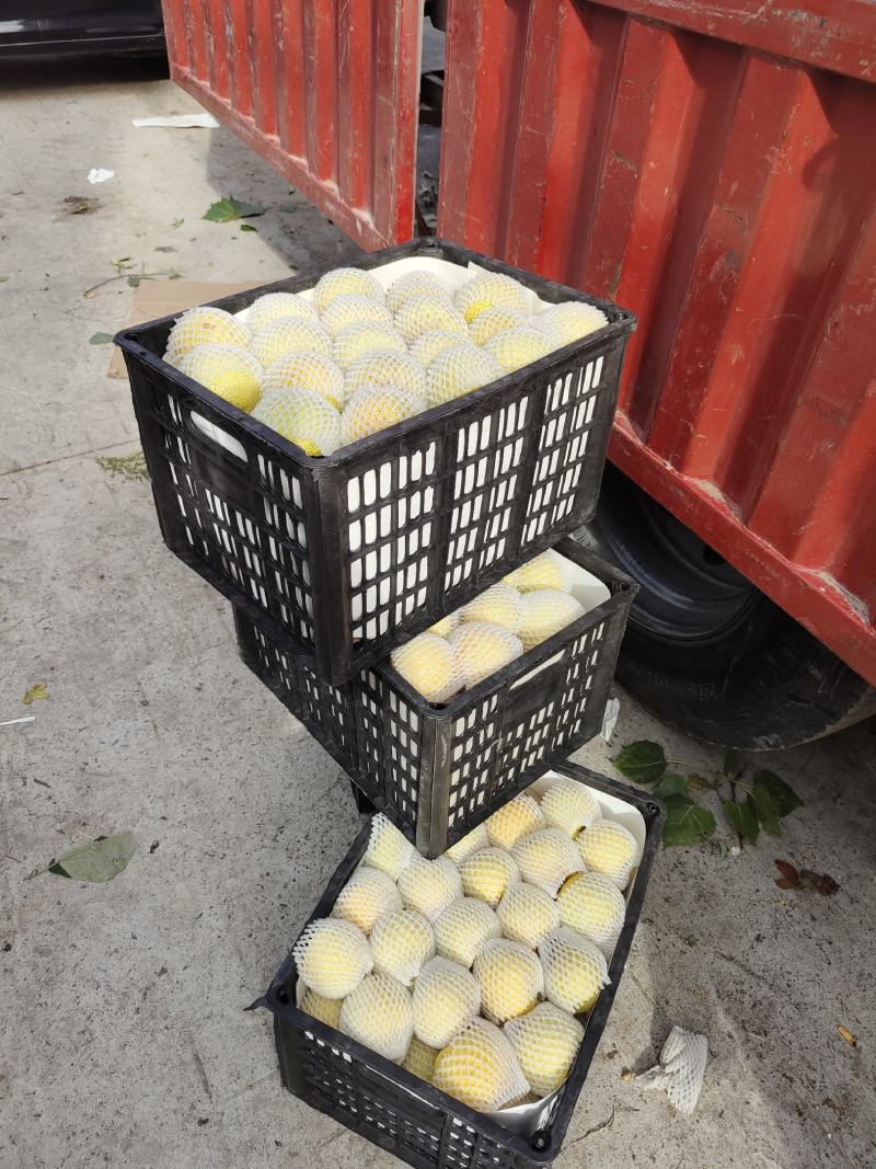 正宗酥梨口感脆甜化渣诚信代收全国发货质量为本