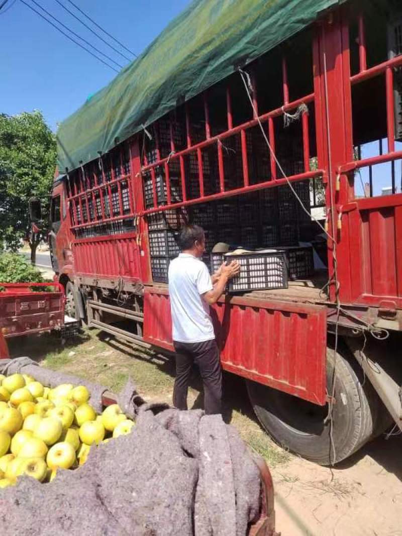 正宗酥梨口感脆甜化渣诚信代收全国发货质量为本