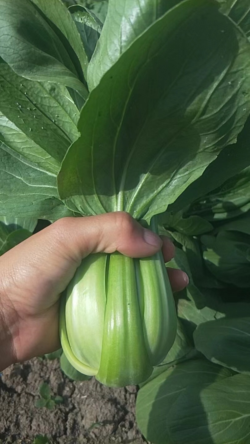 常年供应食堂菜，脱水厂，泡菜厂