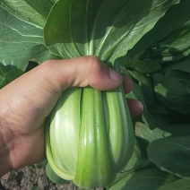 常年供应食堂菜，脱水厂，泡菜厂