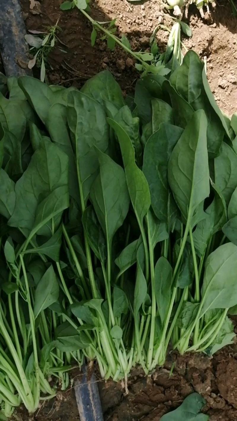 大叶菠菜