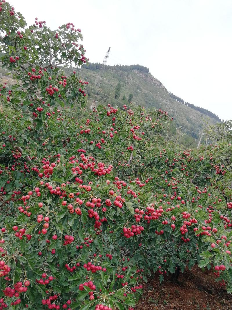 甜红子山楂，正宗南流泉甜红子山楂，绵甜微酸，色泽诱人