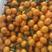 广西桂林棉桔，蜜广，臭皮柑。优质水果，欢迎全国各地客商！