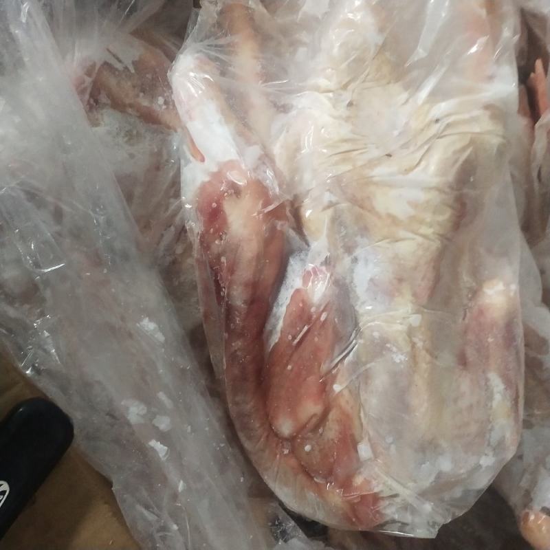 老鸭两年蛋鸭全规格！带掌带翅！一次合作终身朋友欢迎选购！