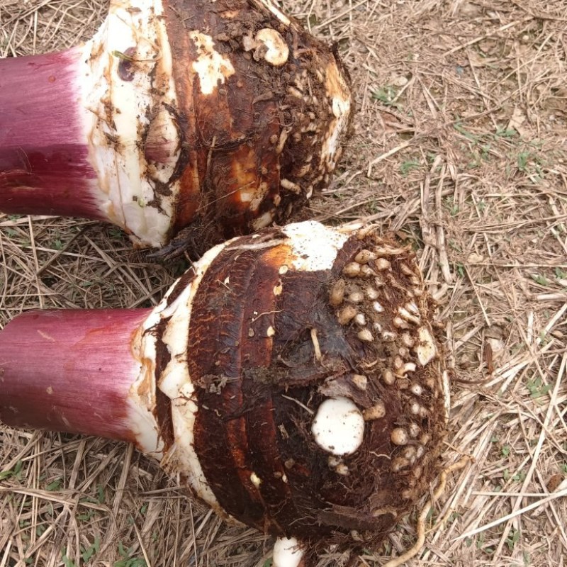 万亩基地，质量求生存，量大从优，