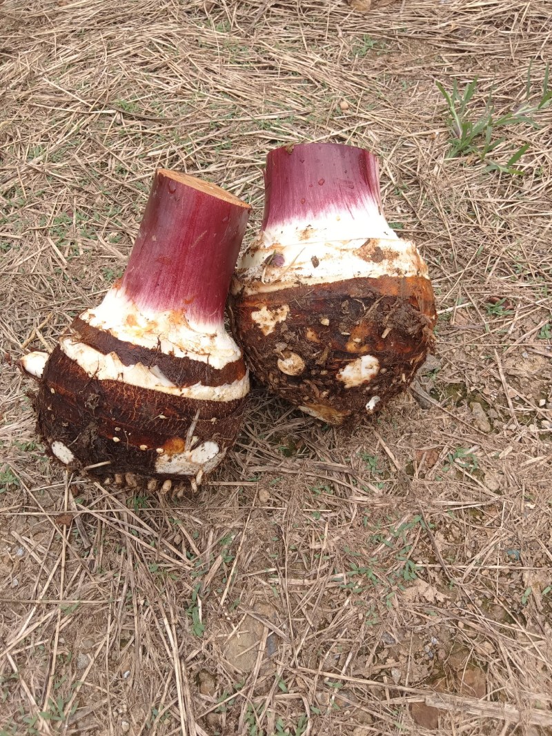 万亩基地，质量求生存，量大从优，