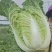 高山精品大白菜上市
