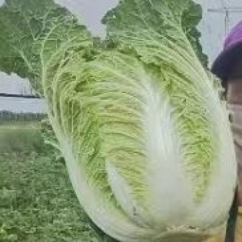 高山精品大白菜上市