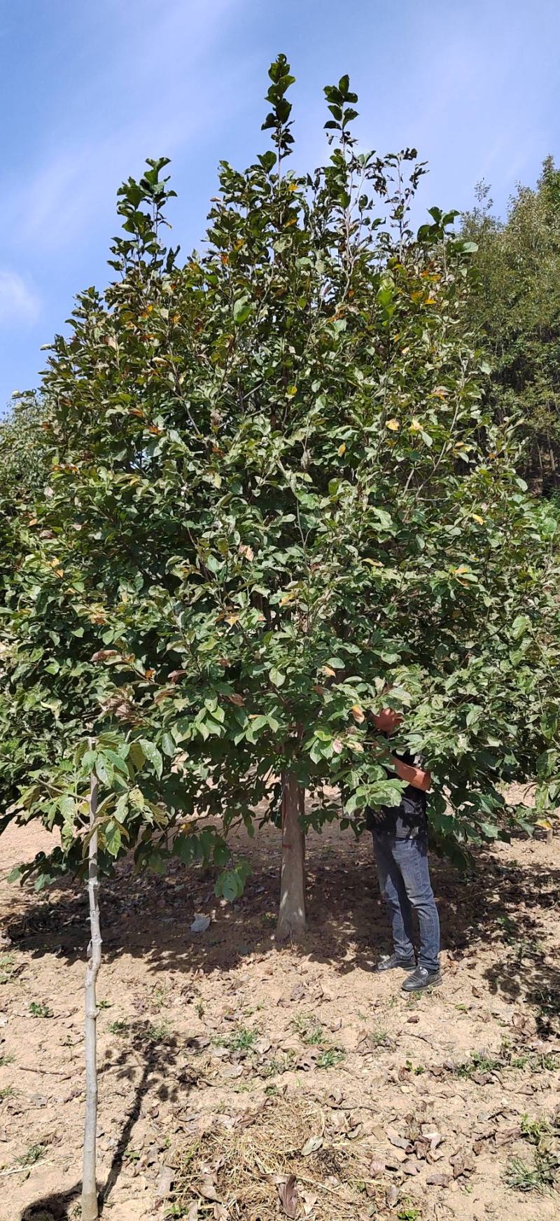基地常年直供各种规格玉兰，全国发货欢迎老板们和作一手货源