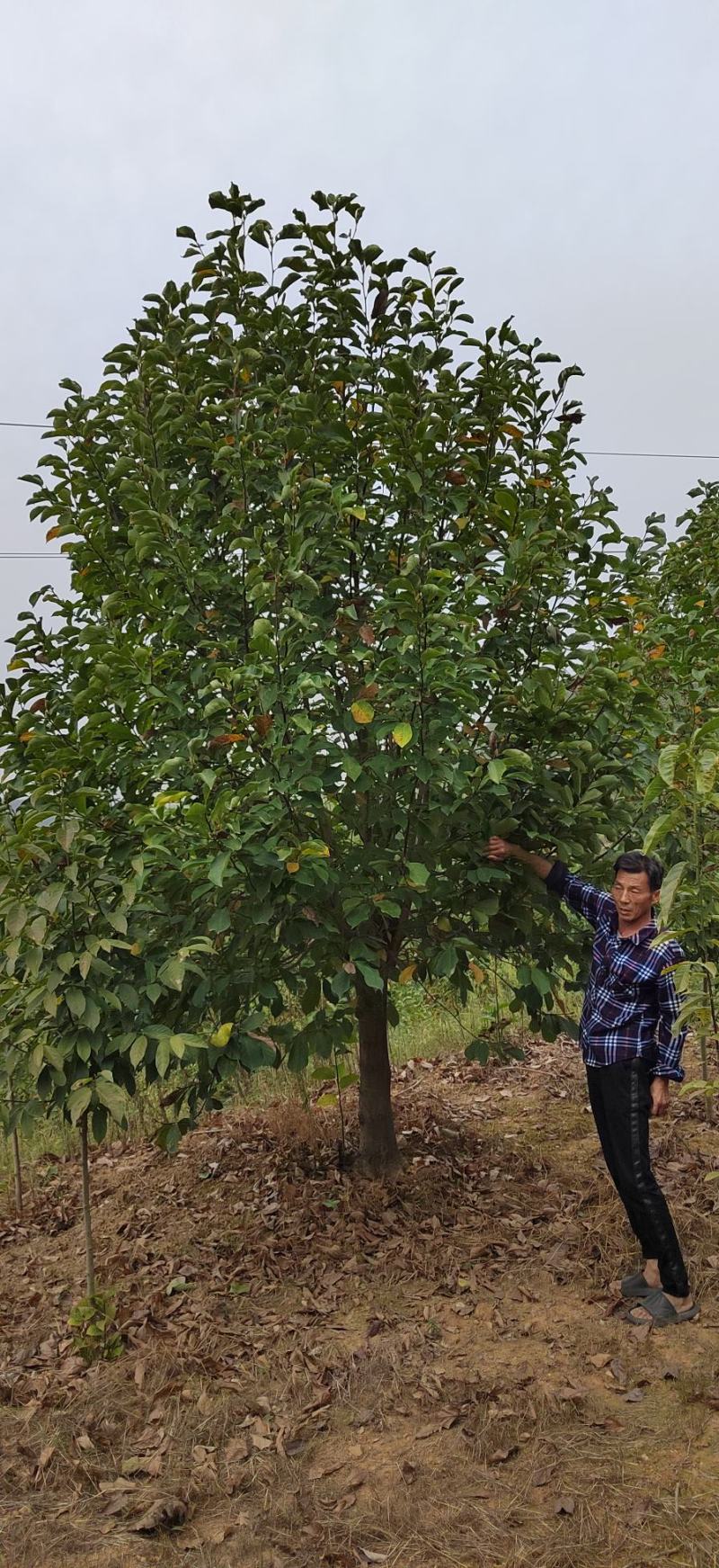 基地常年直供各种规格玉兰，全国发货欢迎老板们和作一手货源