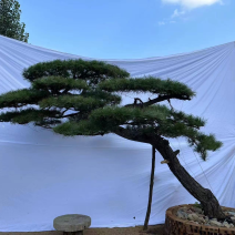 造型松造型油松庭院造型各种园林绿化工程造型松
