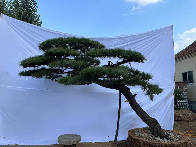 造型松造型油松庭院造型各种园林绿化工程造型松