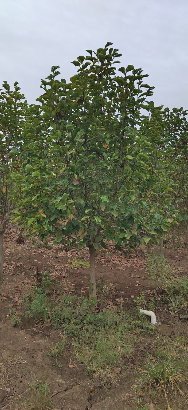 基地常年直供各种规格玉兰，全国发货欢迎老板们和作一手货源