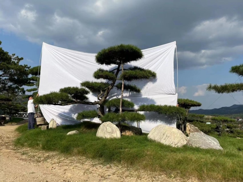 造型松造型油松庭院造型各种园林绿化工程造型松