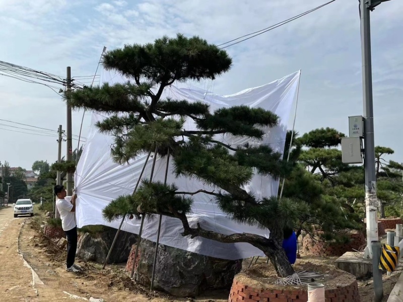 造型松造型油松庭院造型各种园林绿化工程造型松