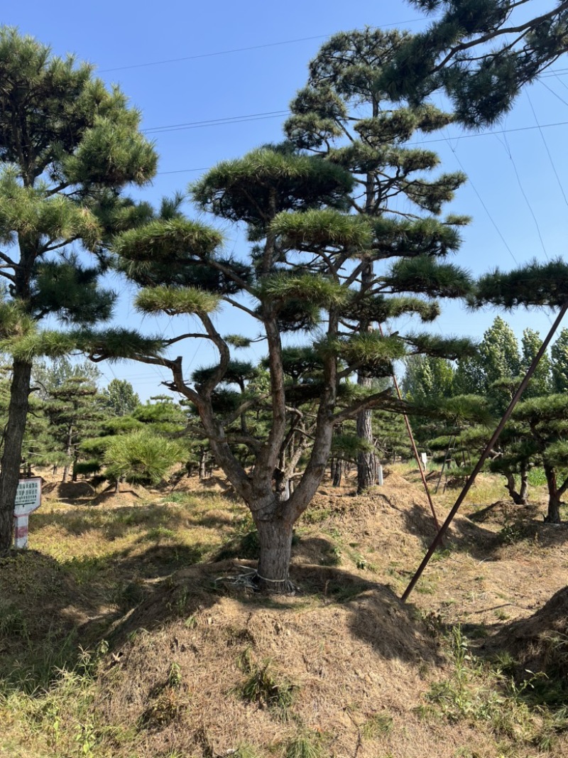 造型松造型油松庭院造型各种园林绿化工程造型松