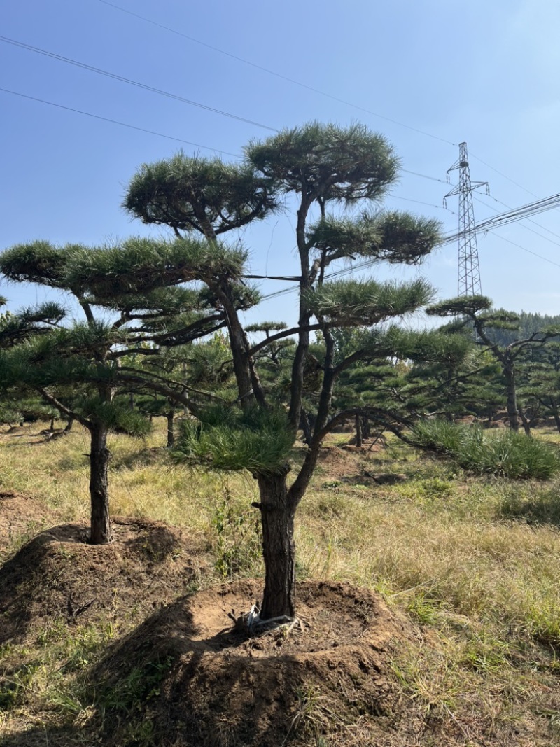 造型松造型油松庭院造型各种园林绿化工程造型松