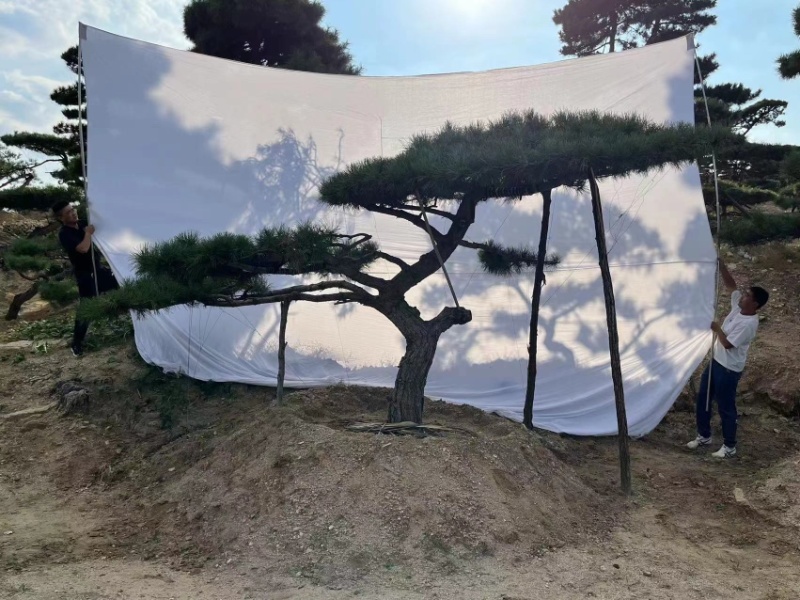 造型松造型油松庭院造型各种园林绿化工程造型松