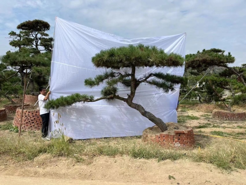 造型松造型油松庭院造型各种园林绿化工程造型松