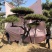 造型松造型油松庭院造型各种园林绿化工程造型松