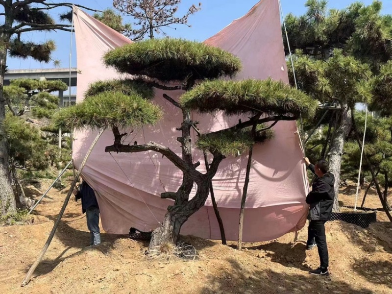 造型松造型油松庭院造型各种园林绿化工程造型松