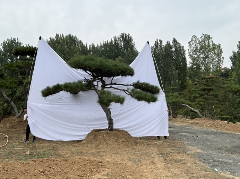 造型松造型油松庭院造型各种园林绿化工程造型松