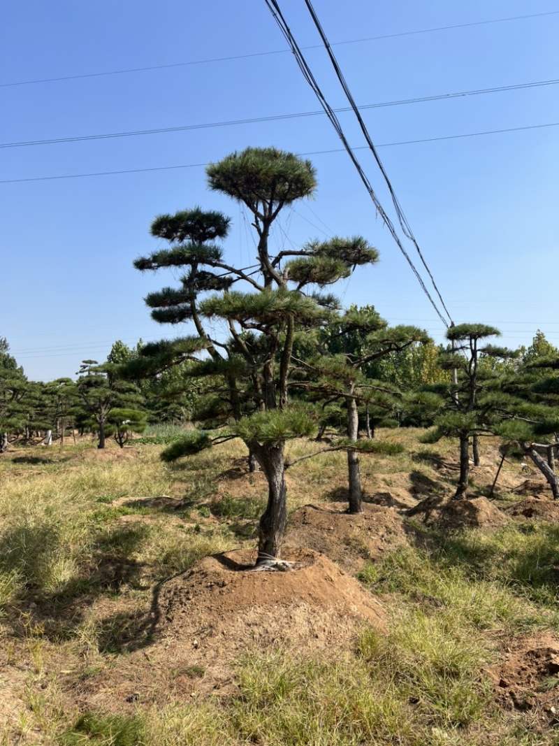 造型松造型油松庭院造型各种园林绿化工程造型松