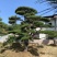 造型松造型油松庭院造型各种园林绿化工程造型松