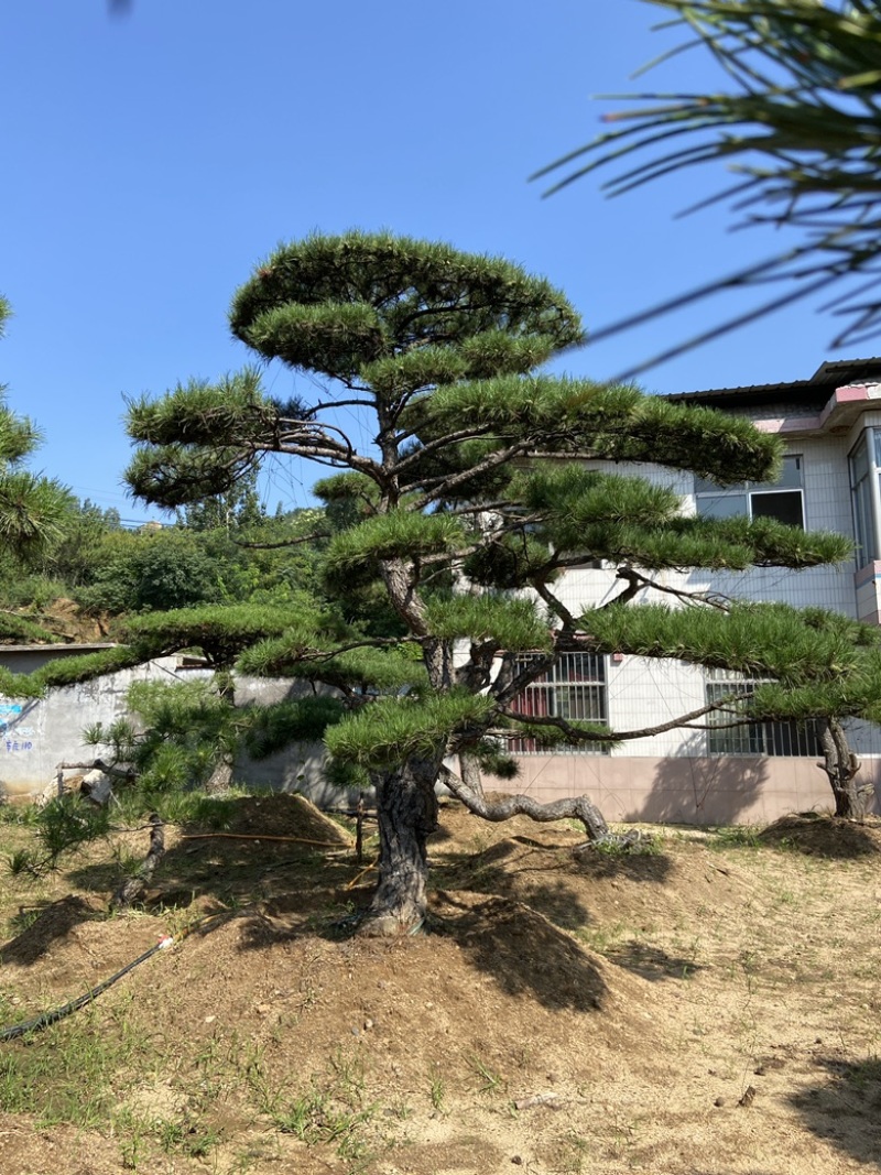 造型松造型油松庭院造型各种园林绿化工程造型松