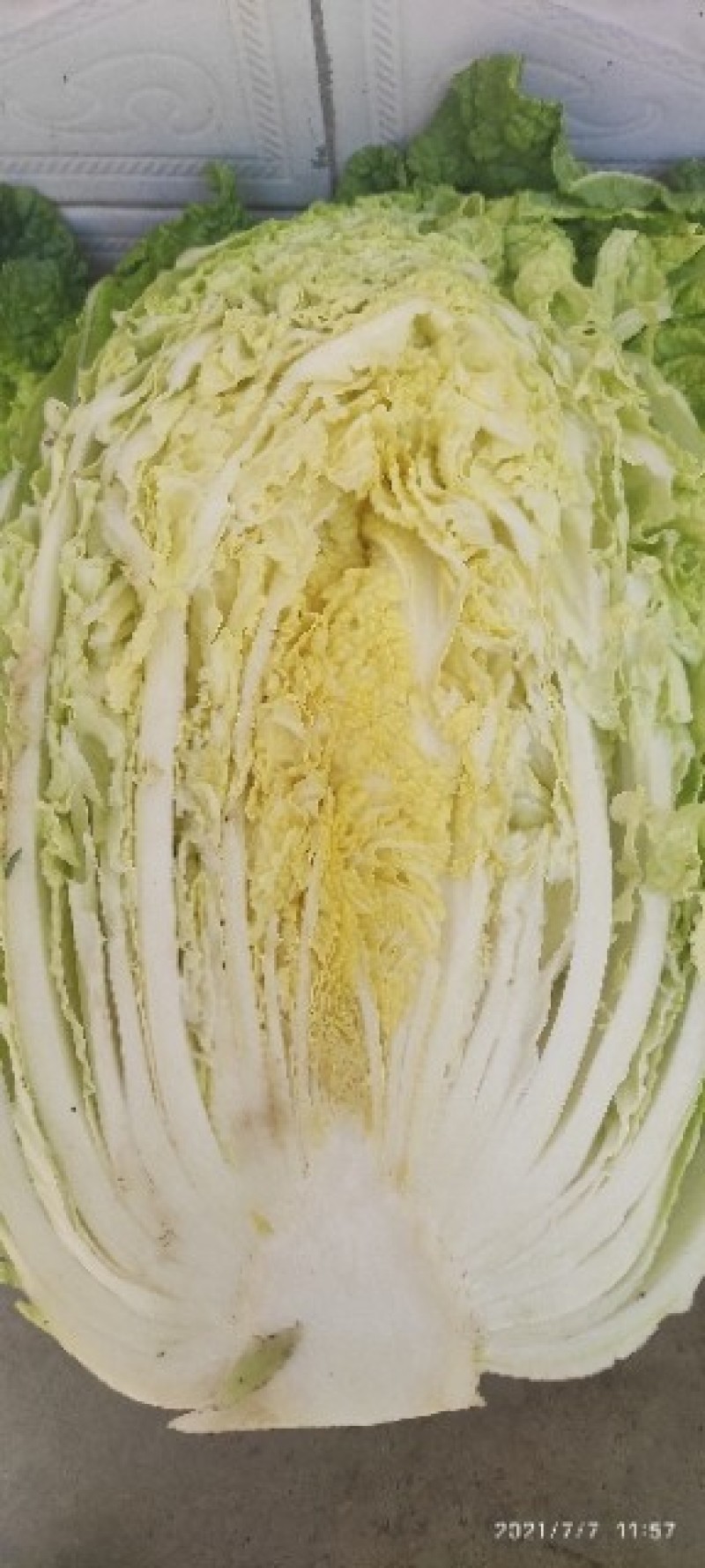 高山精品大白菜上市