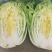 高山精品大白菜上市