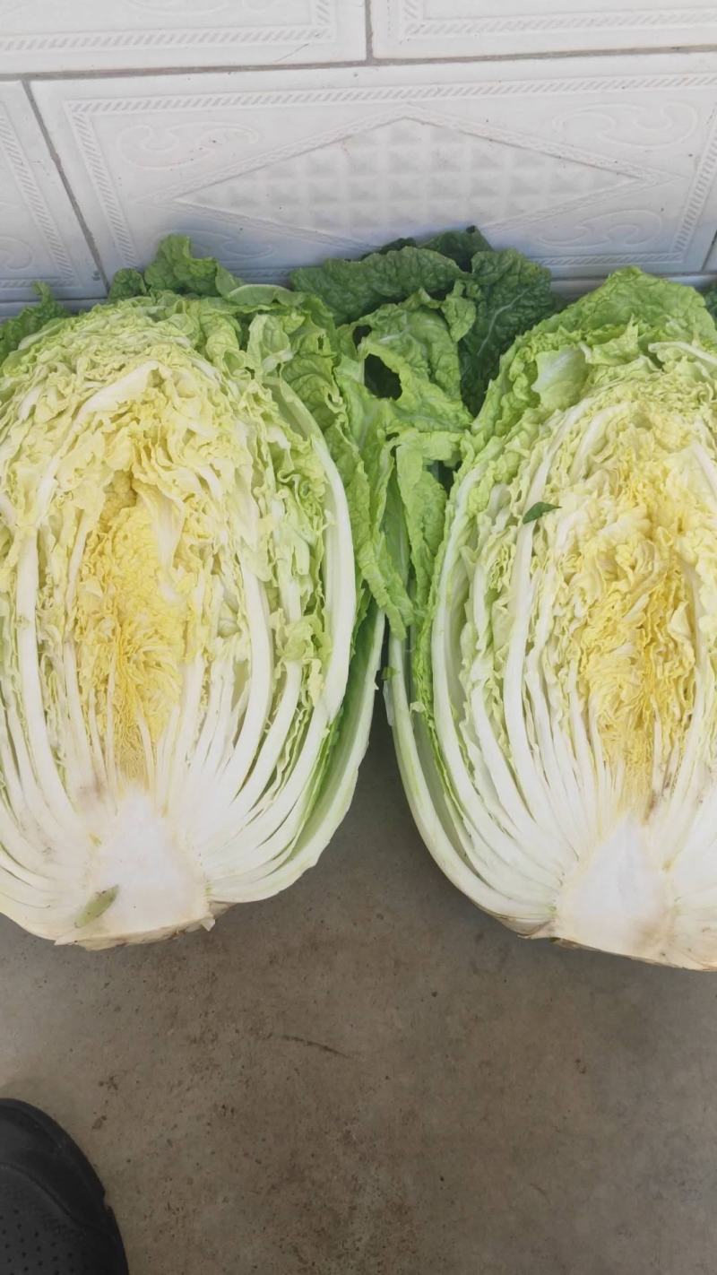 高山精品大白菜上市