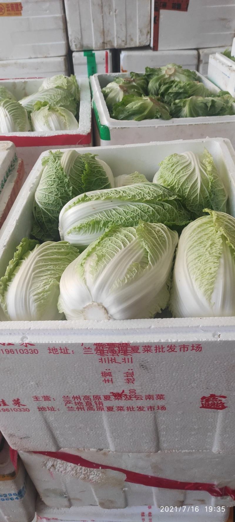 高山精品大白菜上市