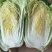 高山精品大白菜上市