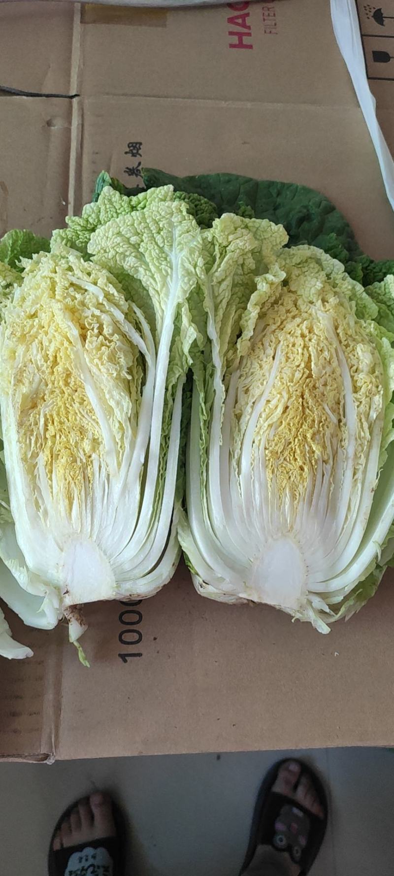 高山精品大白菜上市