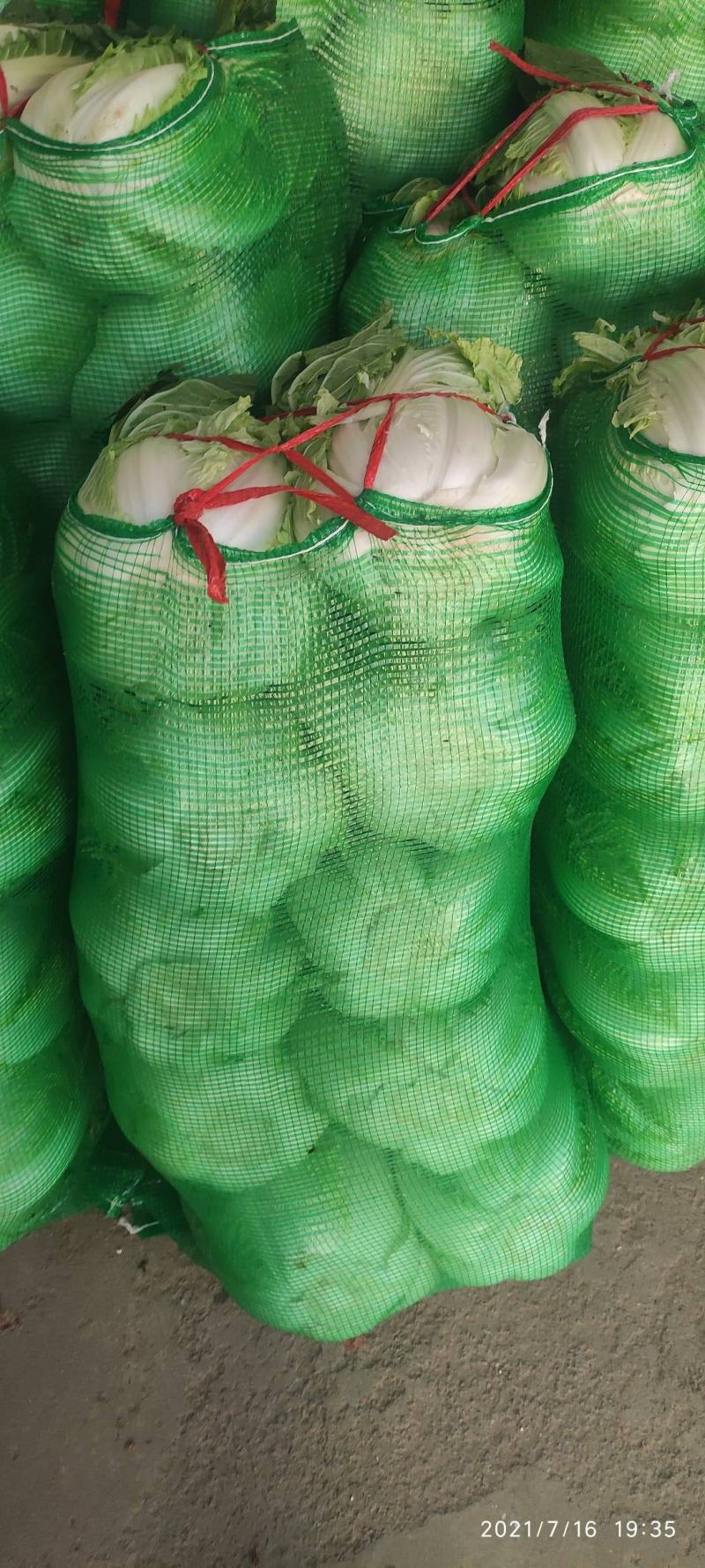 高山精品大白菜上市