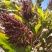 郑黄糯二号，高粱